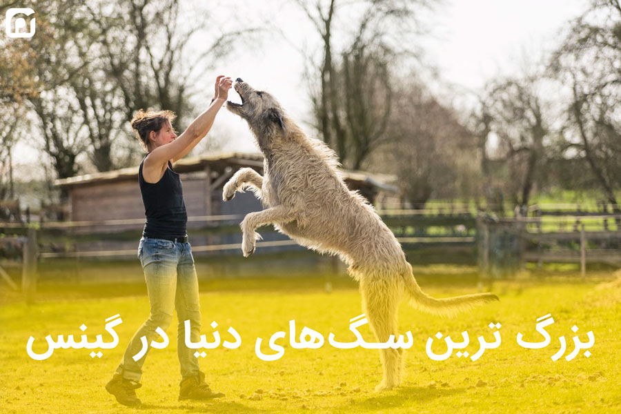 13 نژاد از بزرگترین نژاد های سگ در گینس